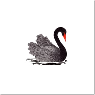 Black Swan Posters and Art